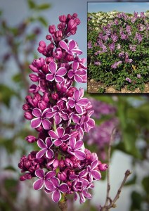 Lilac Sensation French Hybrid